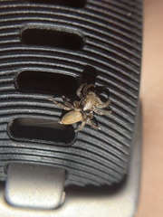 Maratus montanus