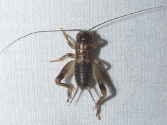 Anurogryllus arboreus