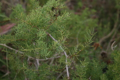Asparagus racemosus