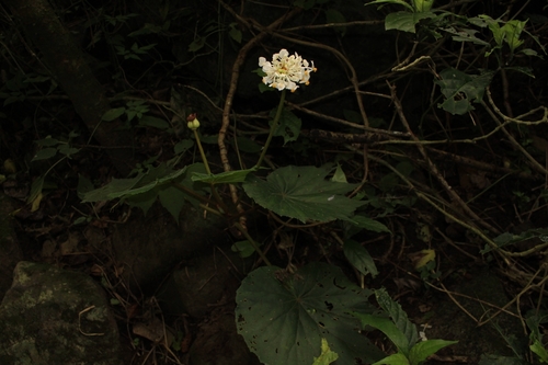 Image of Begonia involucrata by no rights reserved
