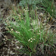 Allium vodopjanovae