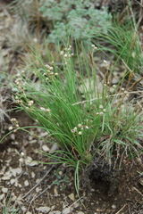 Allium vodopjanovae