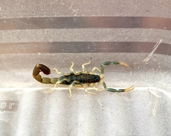 Uroplectes olivaceus