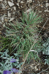 Cleistogenes squarrosa