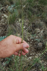 Stipa capillata