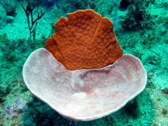 Echinoclathria leporina