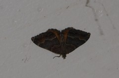 Hydriomena deltoidata
