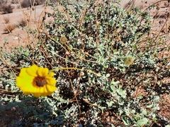 Encelia asperifolia