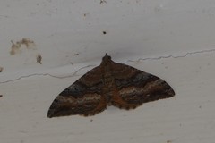 Hydriomena deltoidata
