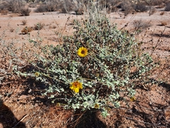 Encelia asperifolia