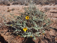 Encelia asperifolia
