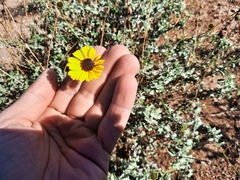 Encelia asperifolia