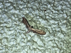 Eupithecia acutipennis