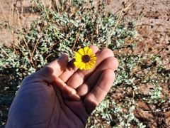 Encelia asperifolia