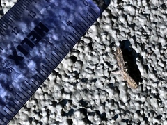 Eupithecia acutipennis