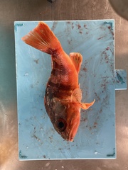 Helicolenus percoides