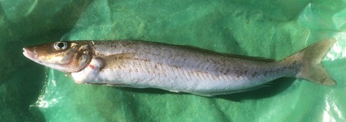 Australian whiting (Sillaginodes punctatus) — Sillaginidae — 3
