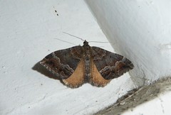 Hydriomena deltoidata