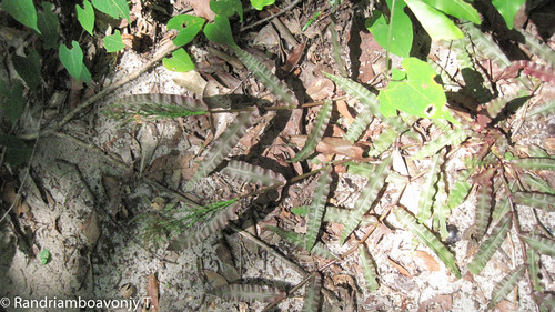 Genus Megastachya · iNaturalist