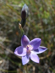 Thelymitra x merraniae