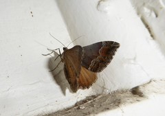 Hydriomena deltoidata