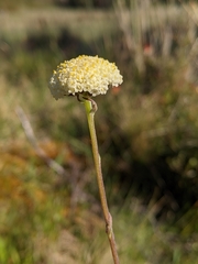 Craspedia macrocephala