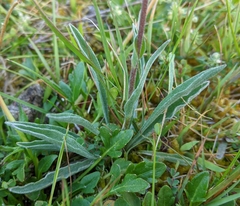 Craspedia macrocephala