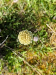 Craspedia macrocephala