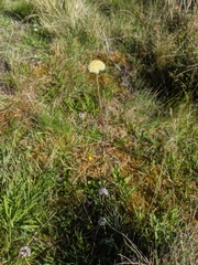 Craspedia macrocephala