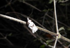 Harmologa amplexana