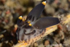 Thecacera