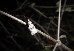 Harmologa amplexana