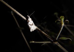 Harmologa amplexana