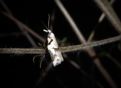 Harmologa amplexana