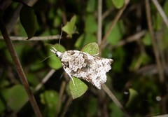 Harmologa amplexana