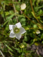 Gentianella polysperes
