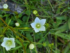 Gentianella polysperes