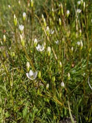Gentianella polysperes