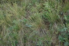 Stipa zalesskyi