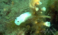Glossodoris angasi
