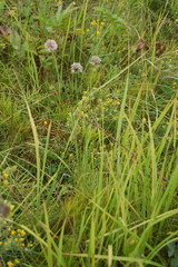Allium nutans
