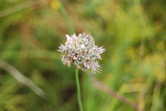 Allium nutans