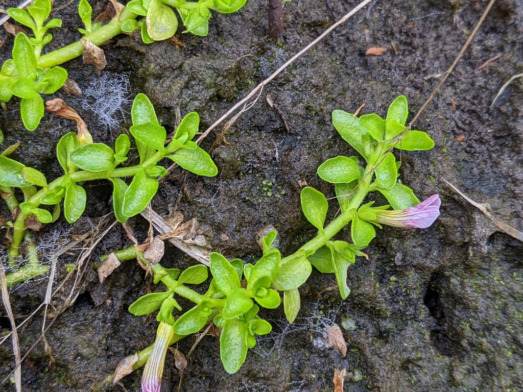 matted brooklime