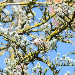 Aegithalos caudatus