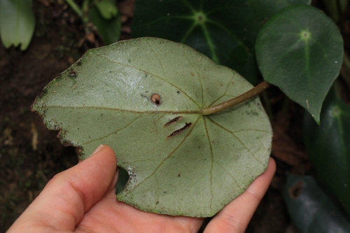Image of Begonia conchifolia by no rights reserved