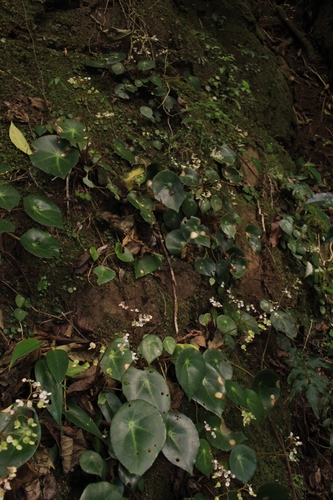 Image of Begonia conchifolia by no rights reserved