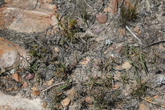 Urochloa serrata