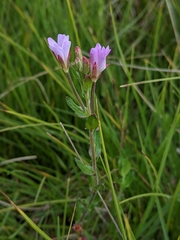 Epilobium gunnianum