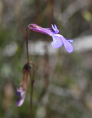 Lobelia chamaepitys