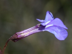 Lobelia chamaepitys